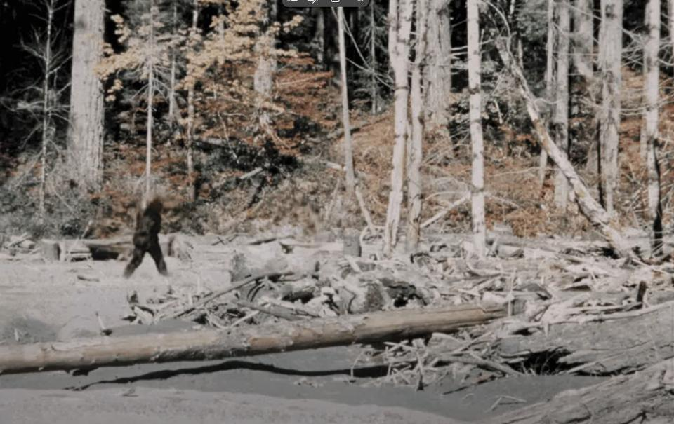 In 1967, Roger Patterson and Bob Gimlin filmed a hair covered figure at Bluff Creek, California. The 59 second film became the most famous alleged evidence of Bigfoot and remains disputed decades later, showing how compelling visual evidence does not necessarily amount to proof.