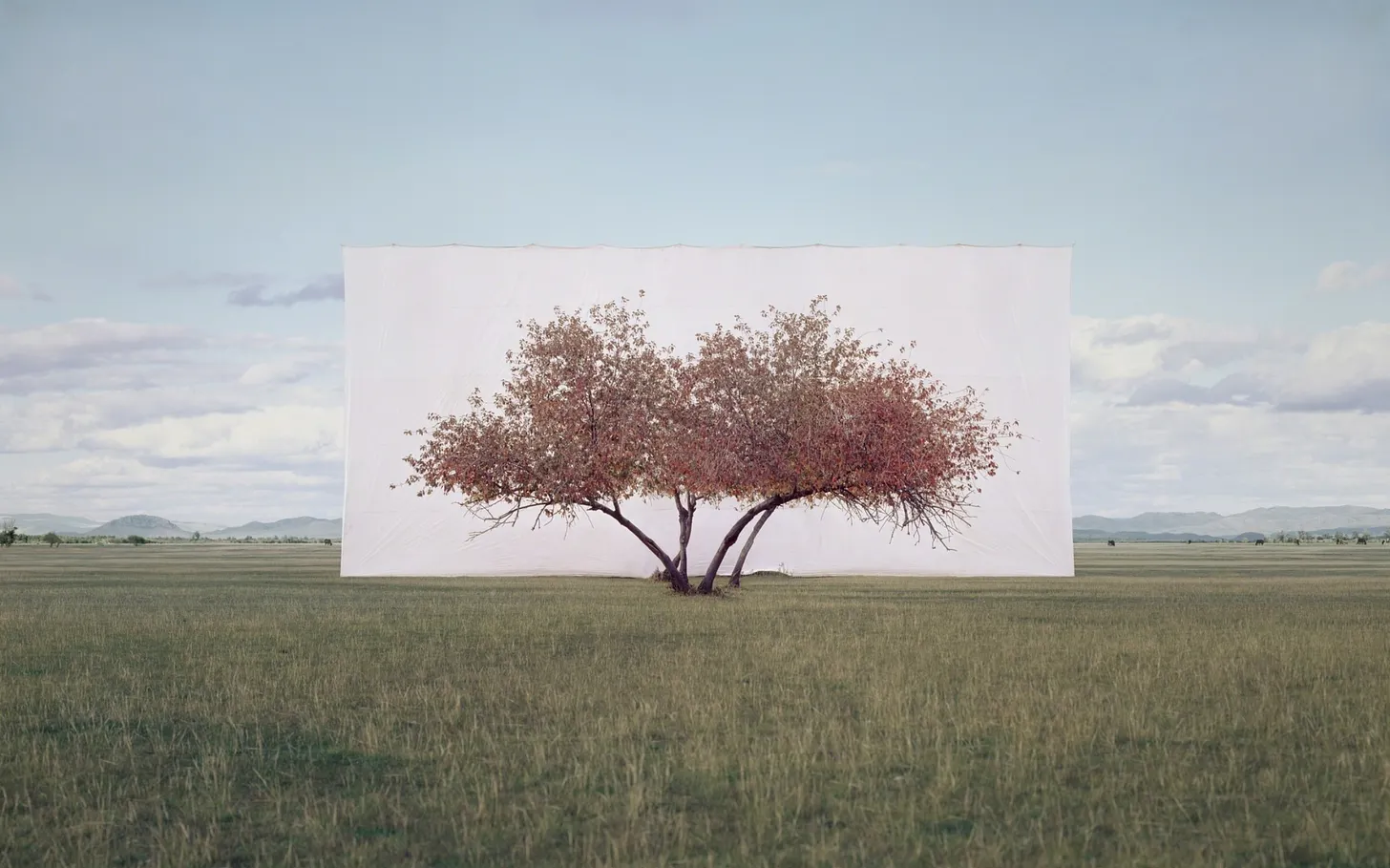 Tree...#2 ©Lee Myoung Ho