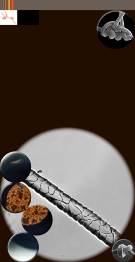 zsofia kollar, human material loop